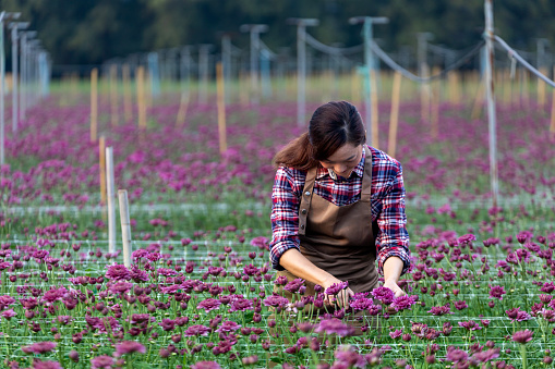 Asian woman gardener is cutting purple chrysanthemum flowers using secateurs for cut flower business for dead heading, cultivation and harvest season concept
