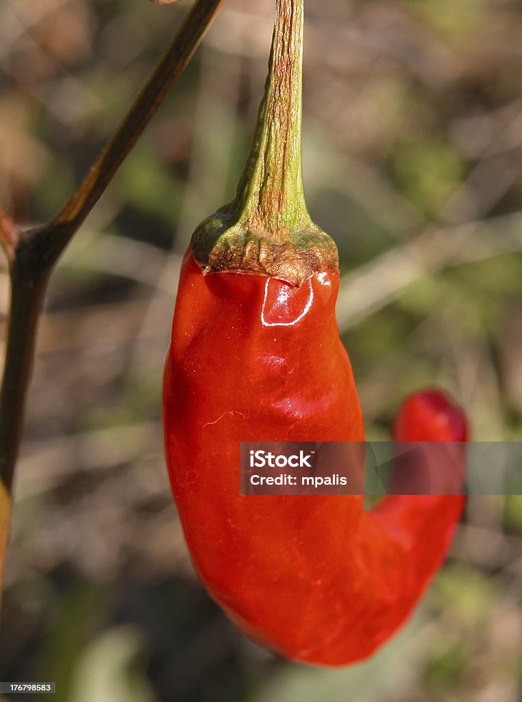 Rote Paprika - Lizenzfrei Blumenbeet Stock-Foto