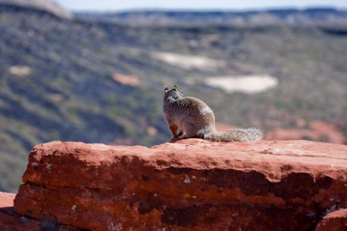 Ground squirrel on look out on edge of cliff.