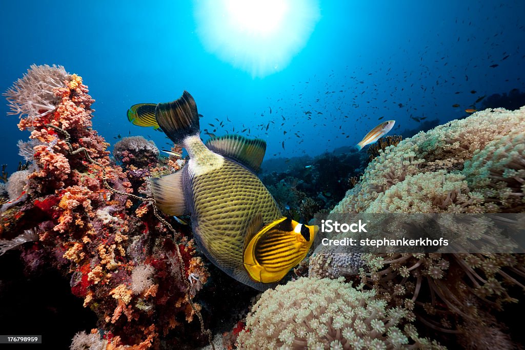 ocean, coral and fish Animal Stock Photo