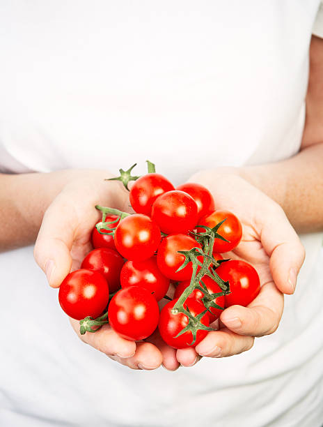 istock Hands Holding Small Vine Organic Tomatoes 176798980