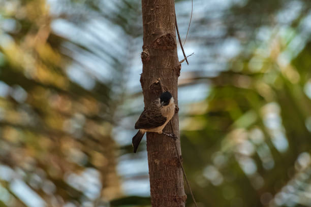 istock A Sooty-headed bulbul on a pine tree against a backdrop of a clear blue sky with beautiful thin clouds. 1767993235