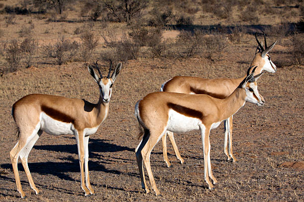 istock Springbok in the Kalahari 176799427