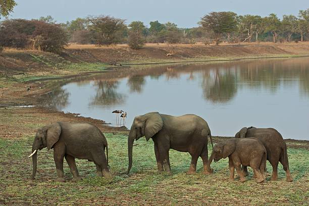 istock African Elephant family 176799447