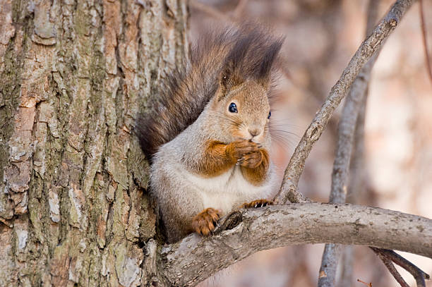 esquilo - squirrel softness wildlife horizontal - fotografias e filmes do acervo