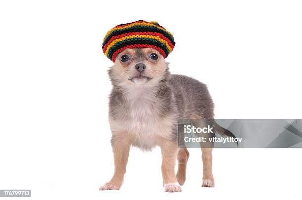 Chihuahua Cucciolo In Rastafariano Cappello Isolato Su Bianco - Fotografie stock e altre immagini di Rastafariano