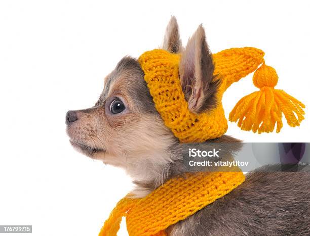 Foto de Chihuahua Cachorrinho Com Um Chapéu Amarelo E Cachecol Engraçado Isolado e mais fotos de stock de Cão