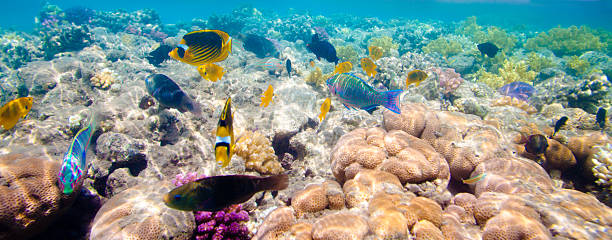 istock Tropical Coral Reef. Red sea 176799760