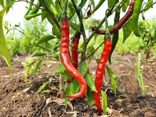 istock red chilli on plant.photo from low angle 1767999146
