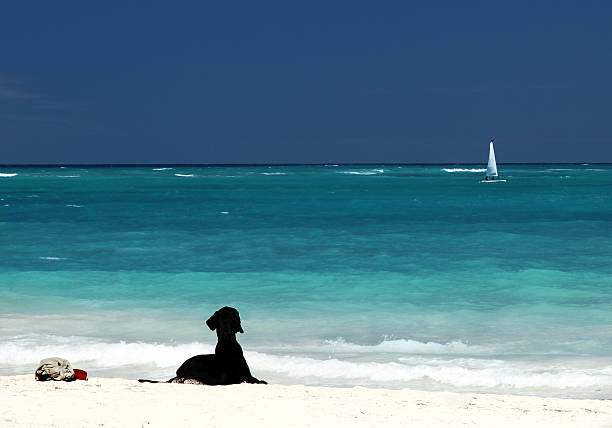 Black Labrador on white sandy beach stock photo
