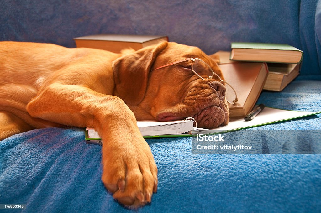 Спящая собака - Стоковые фото Юмор роялти-фри