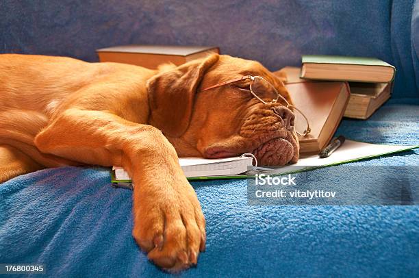 Спящая Собака — стоковые фотографии и другие картинки Юмор - Юмор, Собака, Спать