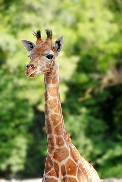 A portrait of a giraffe with green trees behind
