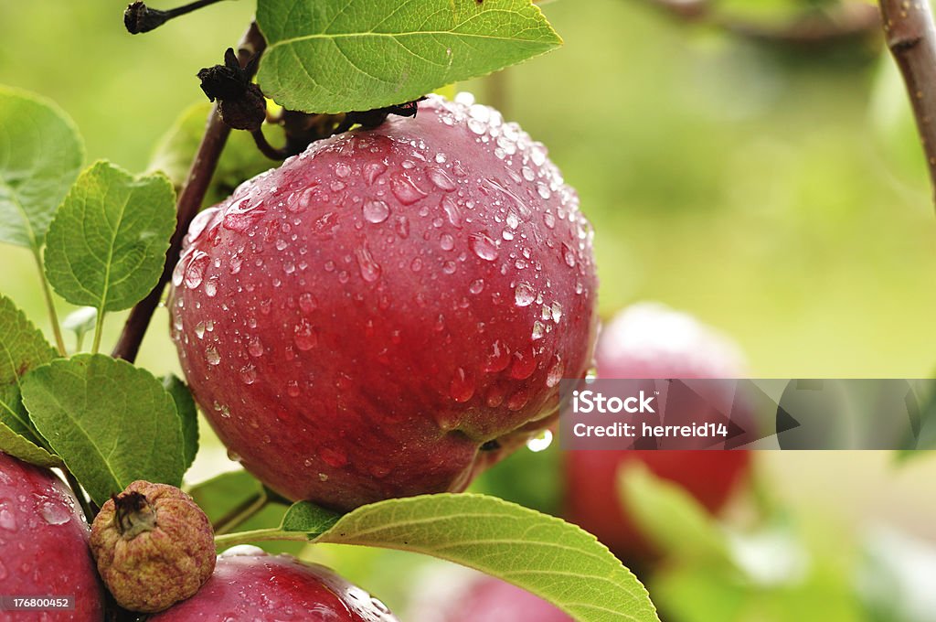 Jabłko z kroplami deszczu - Zbiór zdjęć royalty-free (Bez ludzi)