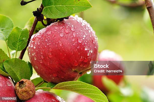 Jabłko Z Kroplami Deszczu - zdjęcia stockowe i więcej obrazów Bez ludzi - Bez ludzi, Czerwony, Deszcz