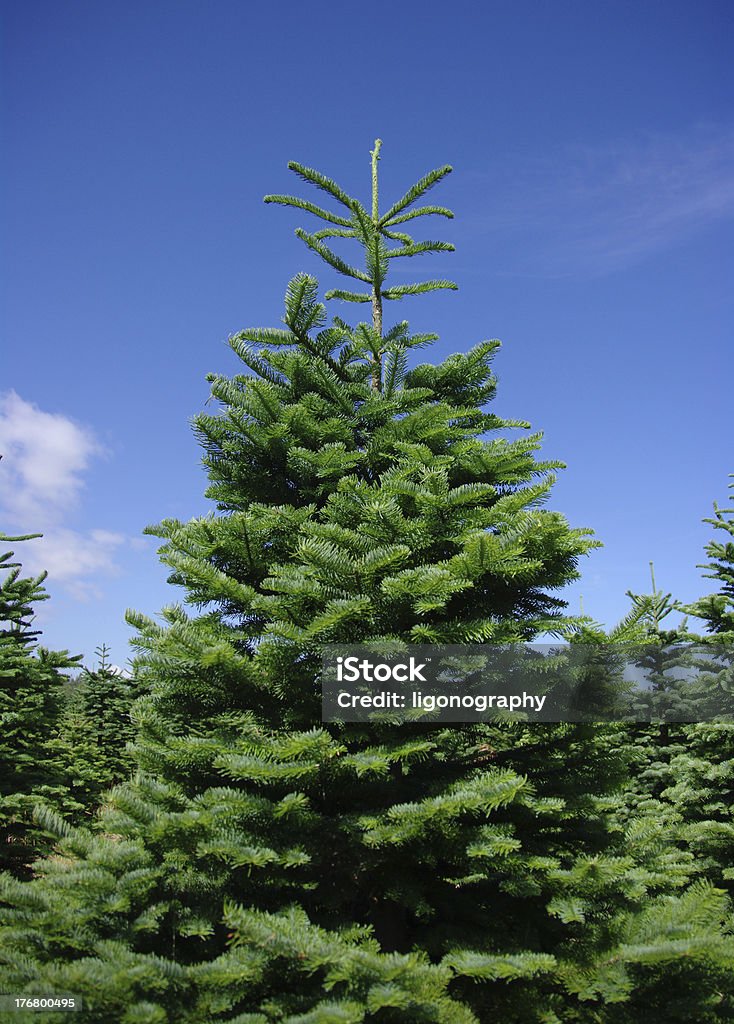 Conserve los árboles de Navidad - Foto de stock de Aguja - Parte de planta libre de derechos