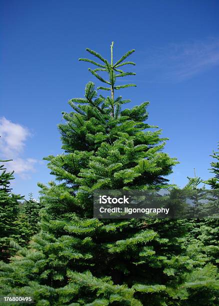 Conserve Los Árboles De Navidad Foto de stock y más banco de imágenes de Aguja - Parte de planta - Aguja - Parte de planta, Aire libre, Atestado