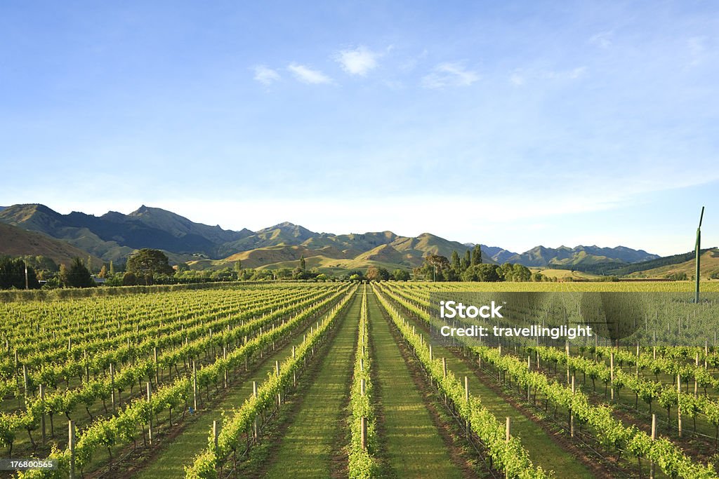 Nuova Zelanda Vineyard Marlborough - Foto stock royalty-free di Nuova Zelanda