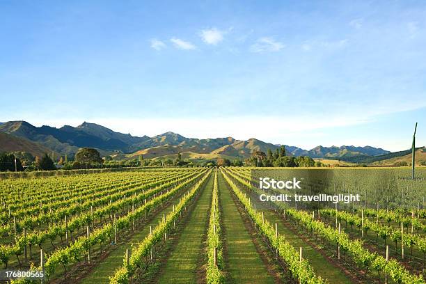 Nuova Zelanda Vineyard Marlborough - Fotografie stock e altre immagini di Nuova Zelanda - Nuova Zelanda, Azienda vinicola, Regione di Marlborough - Nuova Zelanda