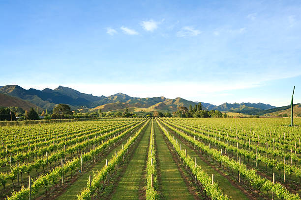 New Zealand Vineyard Marlborough A typical vineyard in the Marlborough region of New Zealand's South island.  More New Zealand:- marlborough new zealand stock pictures, royalty-free photos & images