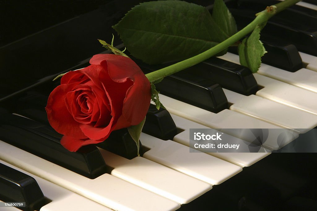 Love of Music - red rose Red rose on top of organ Rose - Flower Stock Photo