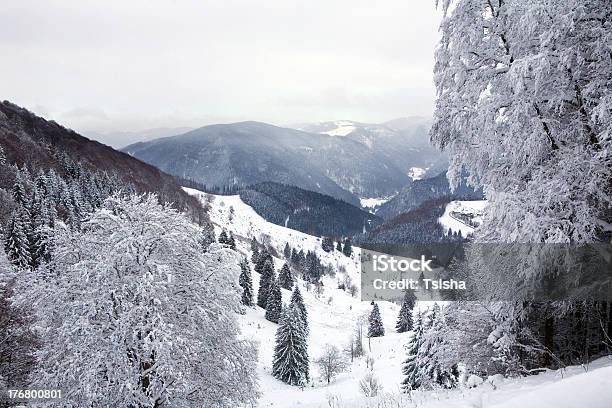 Schwarzwald Zima - zdjęcia stockowe i więcej obrazów Badenia-Wirtembergia - Badenia-Wirtembergia, Bez ludzi, Drzewo