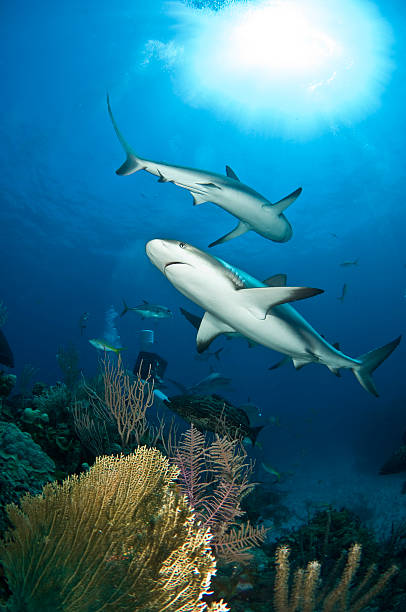 Reef Sharks stock photo