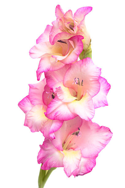 rosa gladiolo - flower purple gladiolus isolated foto e immagini stock