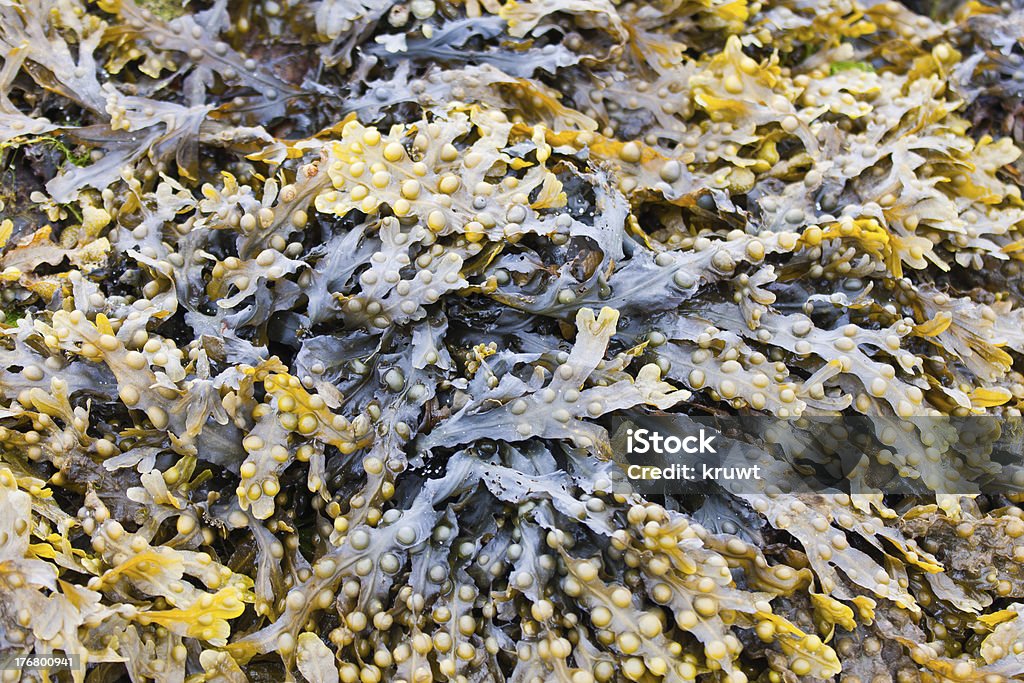 Aux algues - Photo de Algue libre de droits