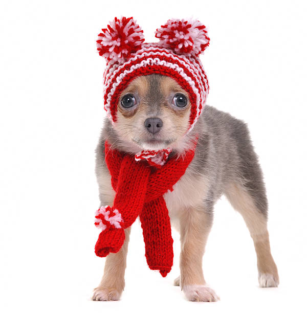 istock Chihuahua puppy with funny hat isolated on white background 176800997
