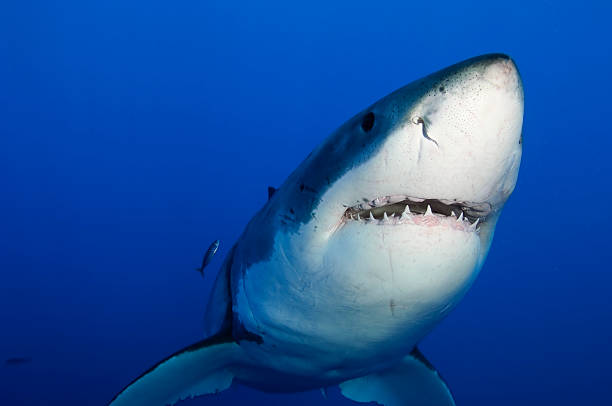 Close up of a great white shark from the bottom front stock photo