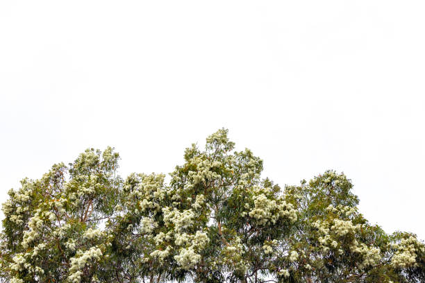 Top part of flowering Eucalyptus tree, white background with copy space, full frame horizontal composition