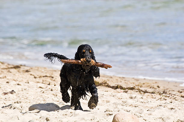 cockerspaniel w edukacji - cocker_spaniel zdjęcia i obrazy z banku zdjęć