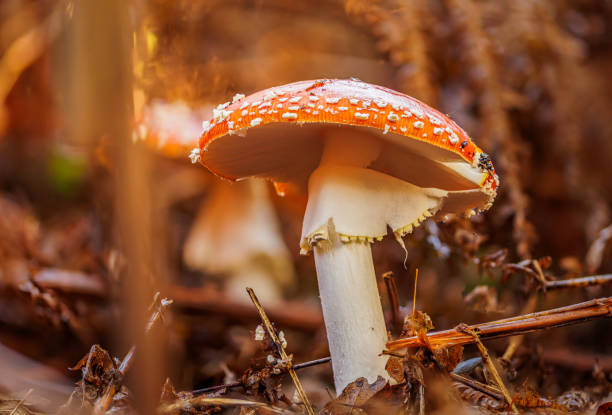 istock Fanatic fungi 1768014067