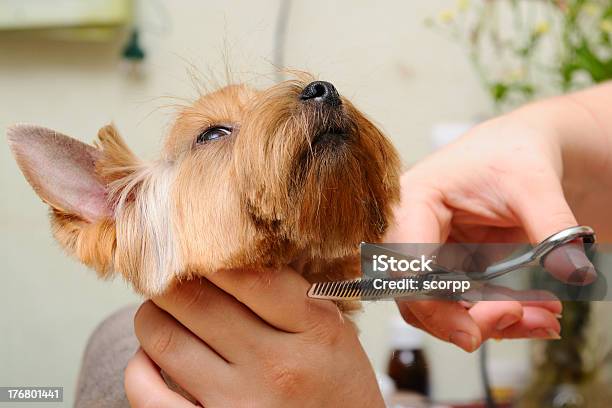 Toelettatura Di Animali - Fotografie stock e altre immagini di Accessorio personale - Accessorio personale, Addetto alla toelettatura degli animali, Animale