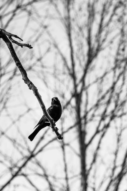 istock small bird artistic photo 1768018867