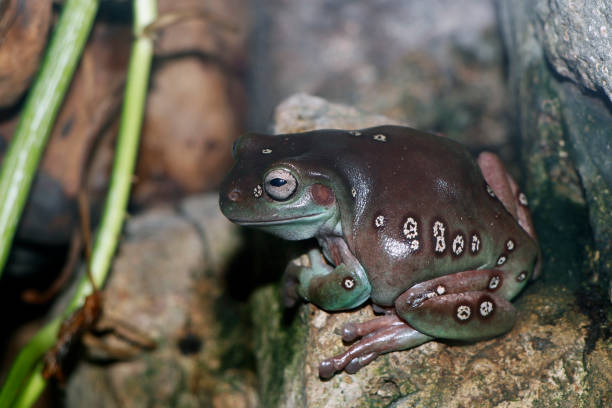 istock green rain frog sitting in close up 1768021667