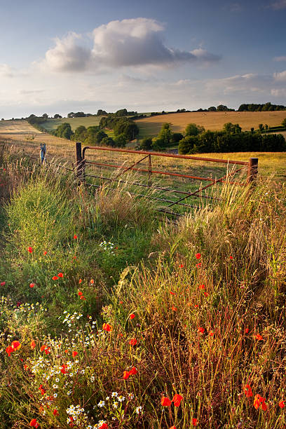 istock Summer evening, Cranborne Chase, Dorset, UK 176802729