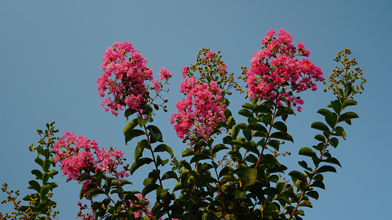 Lagerstroemia indica, the flowers are blooming on a tree branch. The flower petals are wrinkled, bright purple in tight clusters. This species is known as Crepe myrtle, Crepe flower, Chinese crape myrtle, Bungor and Queen flower.