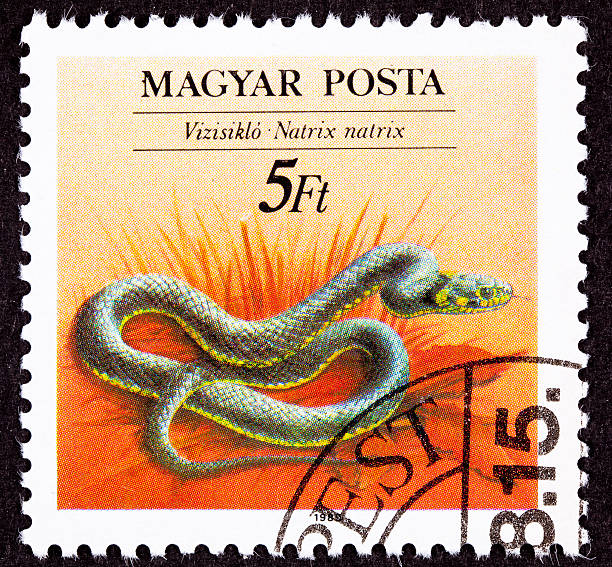 istock Canceled Hungarian Postage Stamp Grass Snake Natrix Natrix- Ringed, Water 176802819