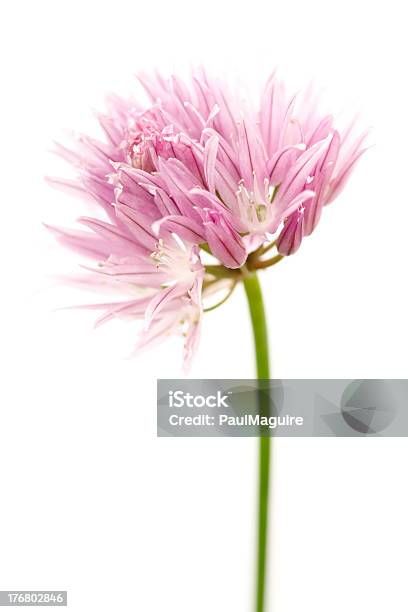 Foto de Flor De Cebolinha e mais fotos de stock de Cebolinha-Capim - Família das cebolas - Cebolinha-Capim - Família das cebolas, Flor, Flor de Cebolinha