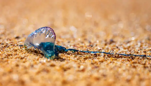Dangerous stinger blue bottle lying on sandy beach
