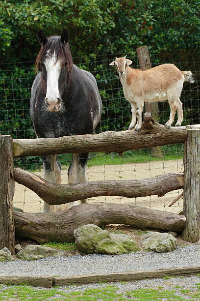 cabra dice a los caballos. - horse goat child humor fotografías e imágenes de stock