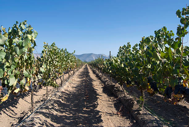 Vineyard stock photo