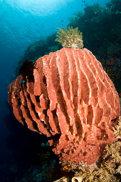 Barrel Sponge and Crinoid stock photo