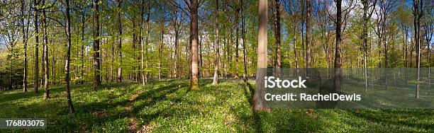 Antiga Inglês Floresta Com Bluebells Em Sprintime Cena - Fotografias de stock e mais imagens de Inglaterra