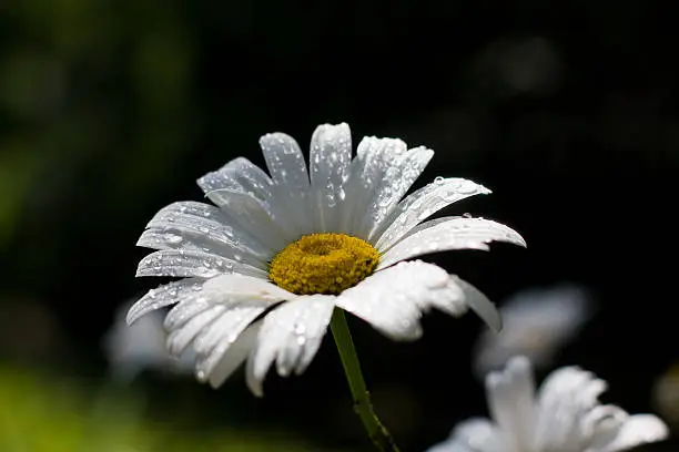 daisy flower