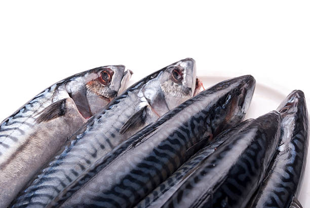Fresh mackerels