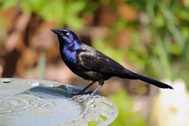 Photo of Common Grackle