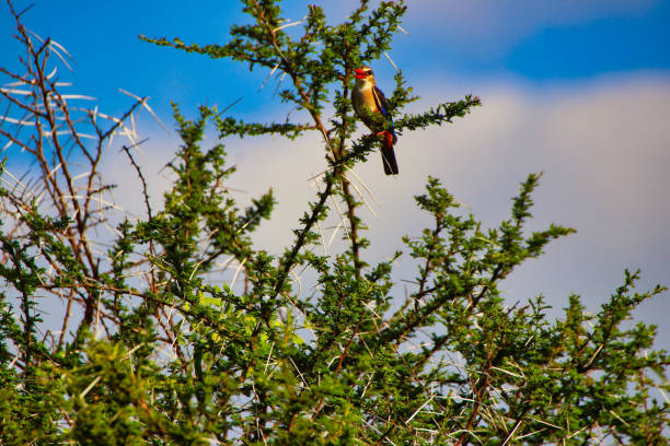Brown Hooded Kingfisher on a bush at Tsavo East National Park, Kenya, Africa
